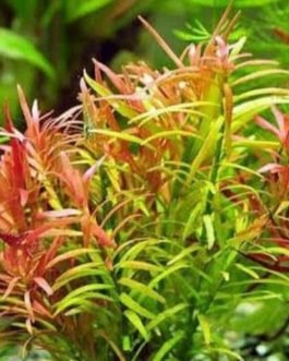 Rotala red cross (6 stems)