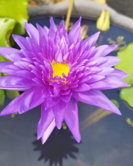 King of siam waterlily plant