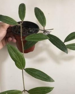 Hoya valmayoriana (jiffy sized)