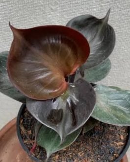 Philodendron Red Heart (jiffy sized)