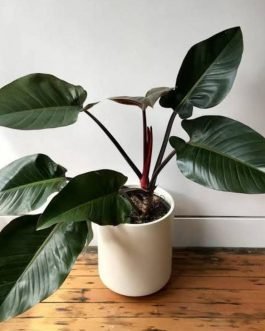 Philodendron Congo Red (jiffy sized)
