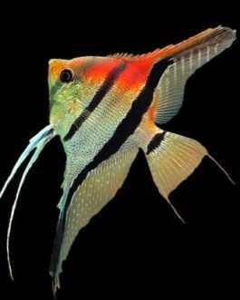 Manacapuru angel Red shoulder ( 4 fishes)