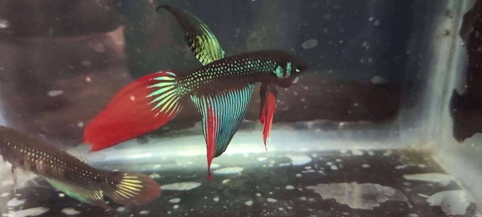 Vailtail imbellis wild betta( pair) Buy Aquarium Plants and Aquarium