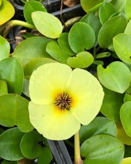 Beginners waterlily lotus pond plants combo