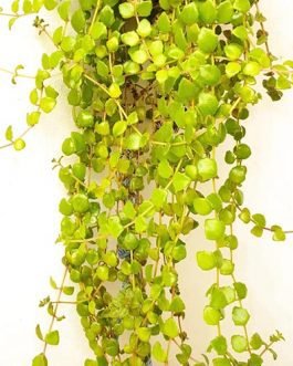 Swedish Ivy Succulent  /Tangled heart plant (10 stems)