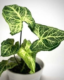 Syngonium batik electric leaves (single plant)