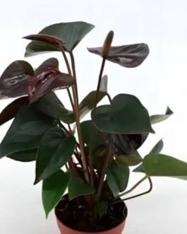 Anthurium chocolate (single plant)