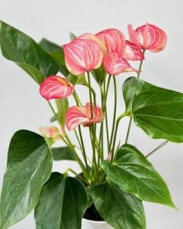 Anthurium livium (single plant)