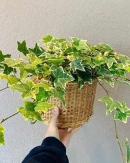 English ivy variegated (jiffy sized plant)
