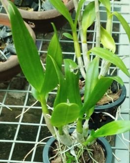 Orchid (Dendrobium combo 9 plants)