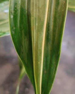 Lucky bamboo ‘Thai verigata’ (single plant)