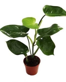 Philodendron Emerald Green (single plant)