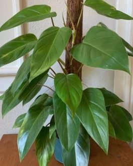 Philodendron Emerald Green (single plant)