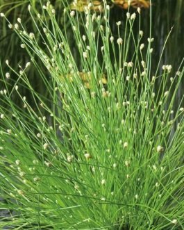 Optic grass plant/ low bulrush (bunch)