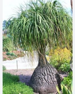 Nolina/ pony tail palm (bare rooted plant)
