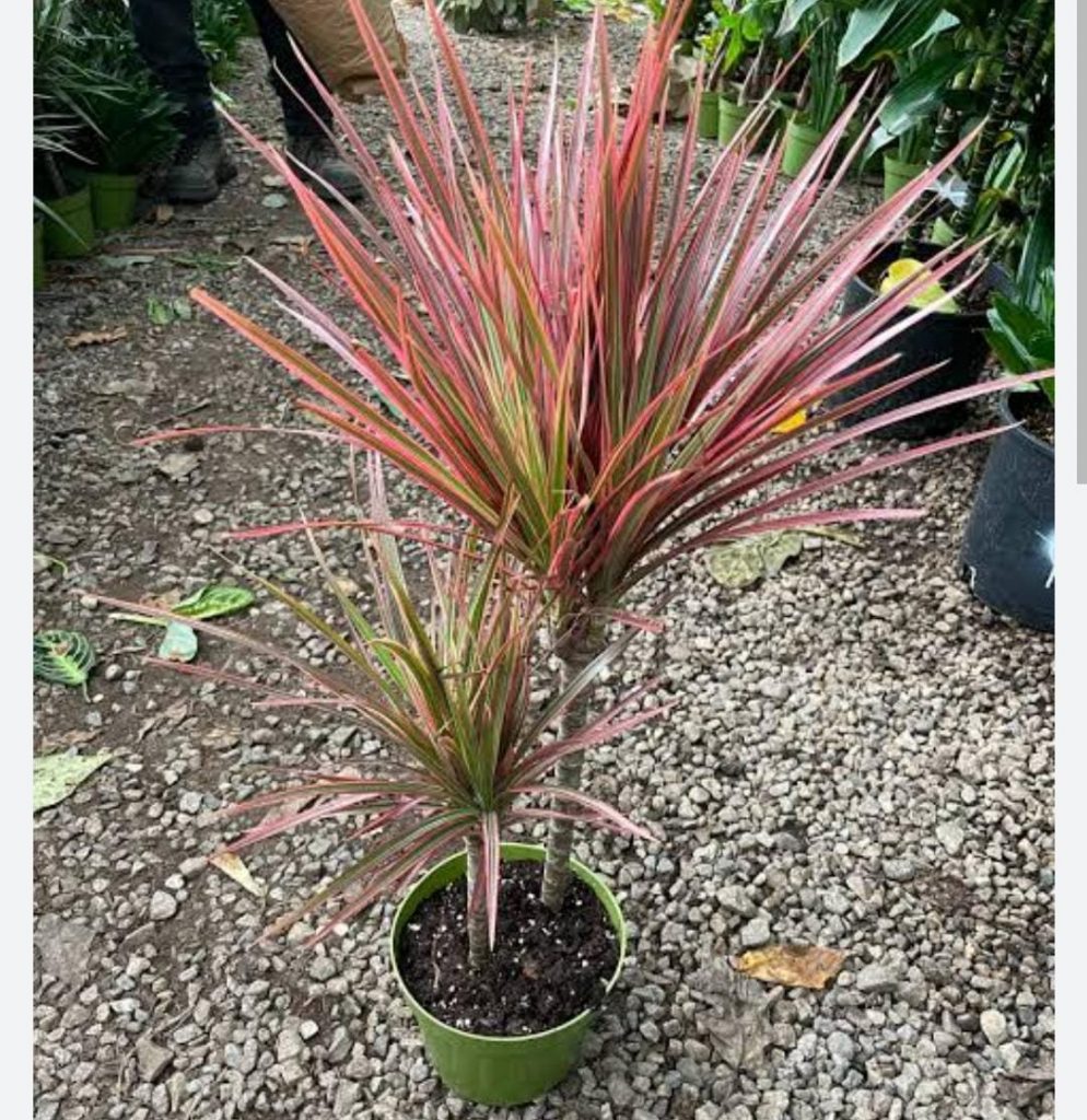 Dracaena Colorama pink (single plant) - Buy Aquarium Plants and ...