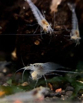 Australian Amano shrimp(3 pcs)