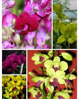 Orchid combo 1 (Dendrobium 5 plants)