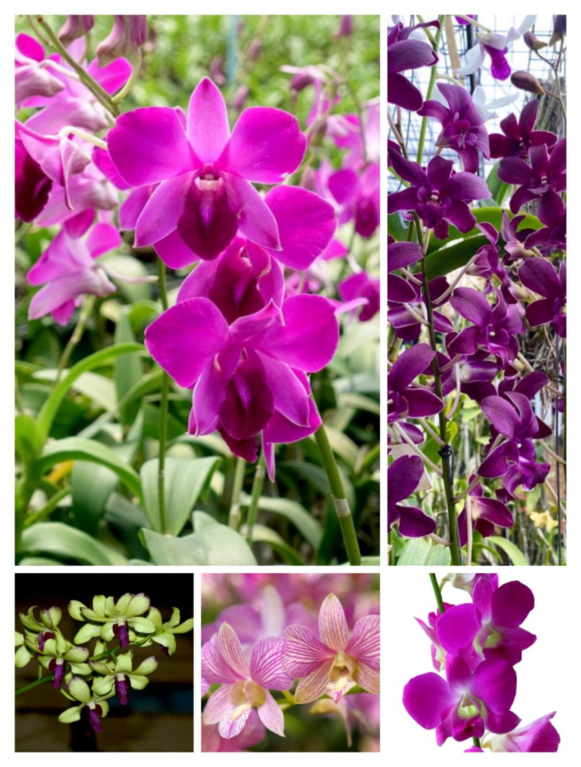 Orchid Combo 3 (dendrobium 5 Plants) - Buy Aquarium Plants And Aquarium 