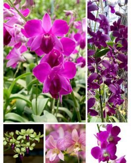 Orchid combo 3 (Dendrobium 5 plants)