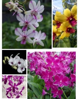 Orchid combo 2 (Dendrobium 5 plants)