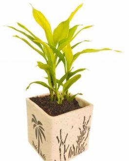 Golden Lucky bamboo plant/ Dracaena Sanderiana gold (Single Plant)