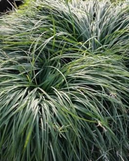 Tall mondo grass (plant clump)
