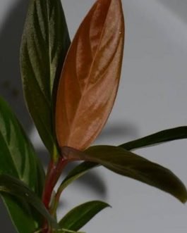 Rhodospatha glaucous/ Rhodospatha sp. peru glaucous (single plant)