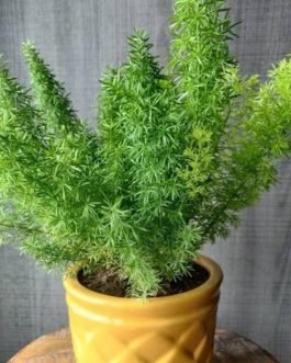 Asparagus Meyeri (plant clump)