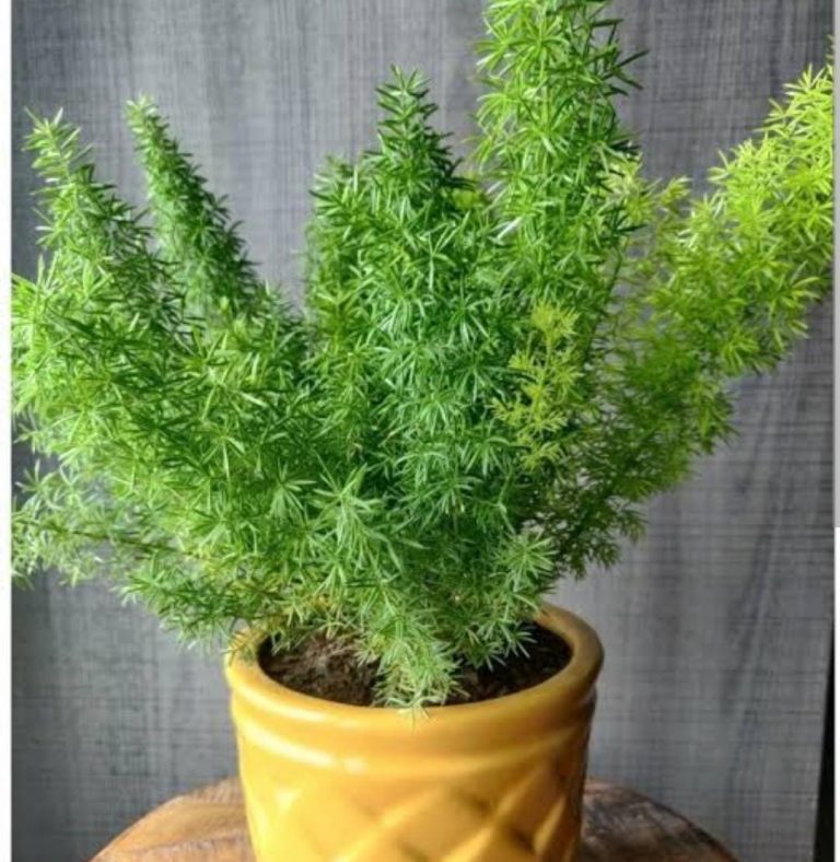 Asparagus Meyeri (plant clump) - Buy Aquarium Plants and Aquarium ...