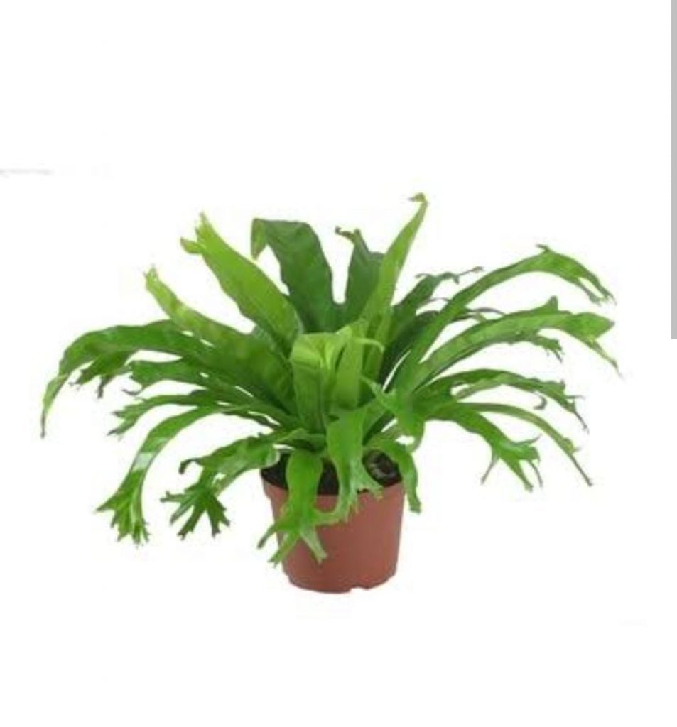 Fish tail birds nest fern (single plant) Buy Aquarium Plants and