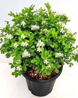 Miniature Kamini/Miniature Murraya Paniculata /Calcutta Kamini (single plant)