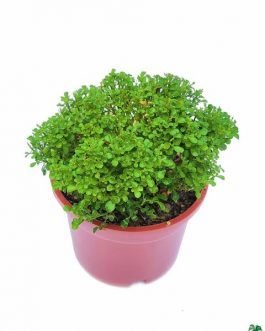 Miniature Kamini/Miniature Murraya Paniculata /Calcutta Kamini (single plant)