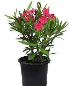 Dwarf Red Arali flower plant/ oleander red dwarf (single plant)