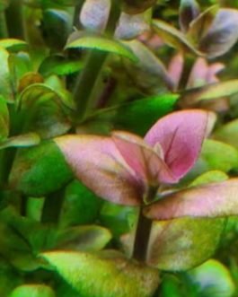 Bacopa salzmannii araguaia- pink USA version (3 stems)