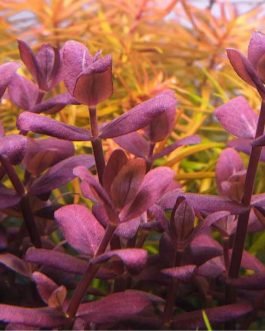Bacopa Salzmannii Purple- USA Version (large pot)