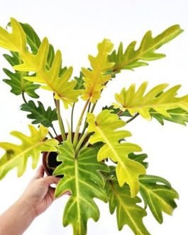 Philodendron Golden Xanadu (jiffy sized)