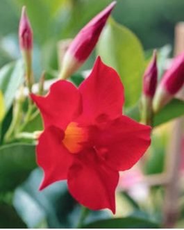 Red mandevilla flower plant (small sized)