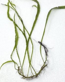 Needle leaf Java fern (single plant)
