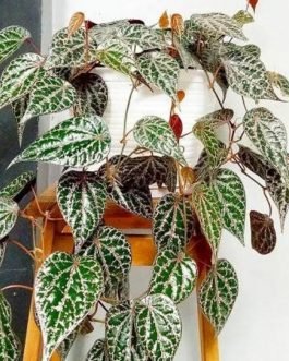 Piper ornatum (single plant)