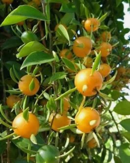 Lemon vine (single plant)