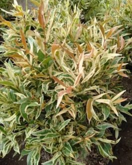Variegated Eugenia (single plant)