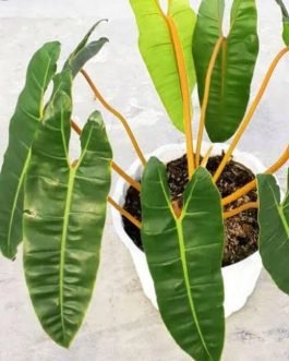 Philodendron Billietiae (single plant)