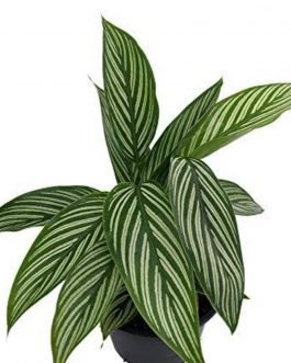 Calathea white pin stripe (single plant)