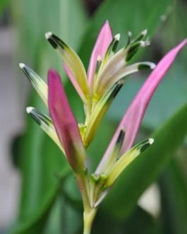 Heliconia psittacorum Pink Blush (single plant)