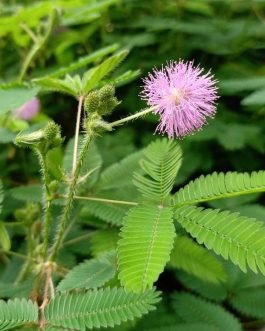 Mimosa/ touch me not plant (single plant)
