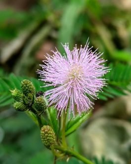 Mimosa/ touch me not plant (single plant)