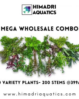 Mega aquatic plants wholesale combo (200 stems)