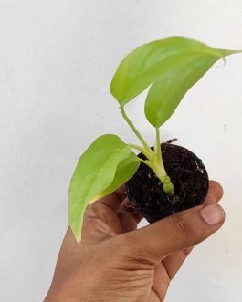 Monstera Delicosa Minima (small single plant pot)