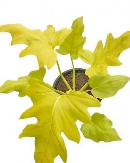 Philodendron Bipinnatifidum Selloum Gold (single plant pot)